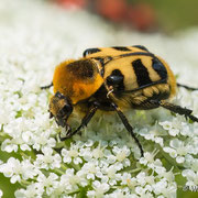 Pinselkäfer