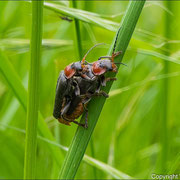 Weichkäfer
