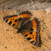 Fuchs