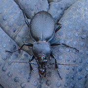 Lederlaufkäfer