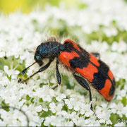 Bienenkäfer
