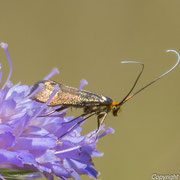 Skobiose Langhornmotter