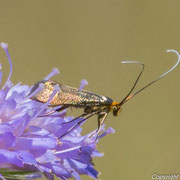 Skobiose Langhornmotter