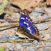 Schillerfalter