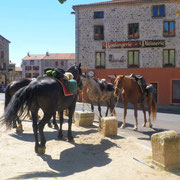 Petite pause pour les chevaux