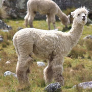 Alpaka (Cordillera Blanca)