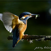 Eisvogel mit Beute