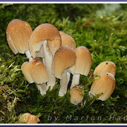 Gemeine Glimmertintlinge (Coprinus micaceus) wirken wie überzuckert und leben an Totholz, 21.09.2015, Darß/Mecklenburg-Vorpommern.