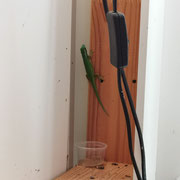 Phelsuma inexpectata