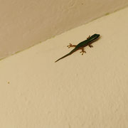 Phelsuma inexpectata