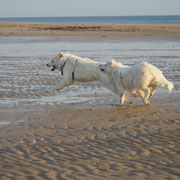 2 weisse Hunde rennen am Stand