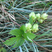 Luppolo - Humulus lupulus L.