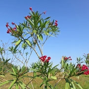 Oleandro - Nerium oleander L.