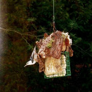 A White-Breasted Nuthatch eating suet in Connecticut