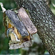 From Patti, in Florence, OR: This Nuthatch family had two rounds of 2011 babies