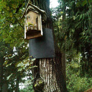 Close up of a one-piece Red Cedar Bat House, hung on a Maple tree, with flashing to deter predators.