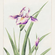nuancier marie saïki peinture Ecolabel violet