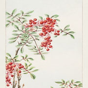 nuancier marie saïki peinture Ecolabel rouge