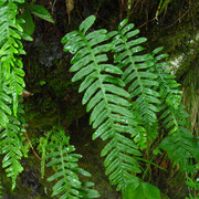 Gewöhnlicher Tüpfelfarn (Polypodium vulgare)