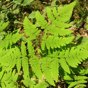 Eichenfarn (Gymnocarpium dryopteris)