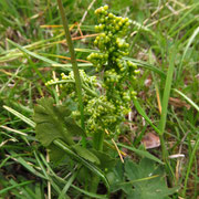 Mond-Rautenfarn (Botrychium lunaria)