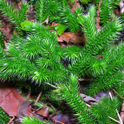 Kolben-Bärlapp (Lycopodium clavatum)