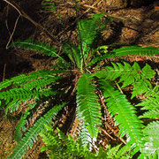 Rippenfarn (Blechnum spicant)