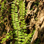 Braunschwarzer Streifenfarn (Asplenium trichomanes)