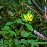 Liege-Johanniskraut (Hypericum humifusum)