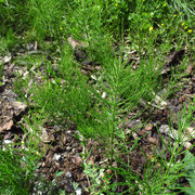 Acker-Schachtelhalm (Equisetum arvense)