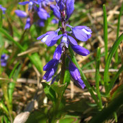 Bitter-Kreuzblume (Polygala amara)