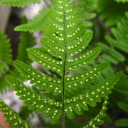 Ruprechtsfarn (Gymnocarpium robertianum)