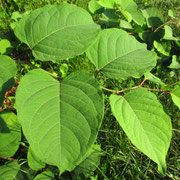 Bastard-Flügelknöterich (Fallopia x bohemica)