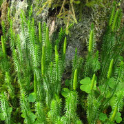 Schlangen-Bärlapp (Lycopodium annotinum)