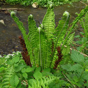 Straußenfarn (Matteuccia struthiopteris)