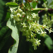 Sachalin-Flügelknöterich (Fallopia sachalinensis)