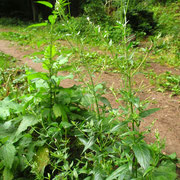 Drüsen-Weidenröschen (Epilobium ciliatum)