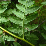 Adlerfarn (Pteridium aquilinum)