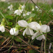 Weiß-Veilchen (Viola alba)