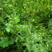 Drüsen-Weidenröschen (Epilobium ciliatum)