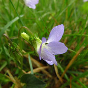 Hunds-Veilchen (Viola canina)