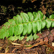 Lanzen-Schildfarn (Polystichum lonchitis)