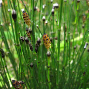 Bunt-Schachtelhalm (Equisetum variegatum)