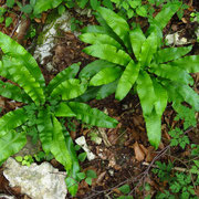 Hirschzunge (Asplenium scolopendrium)