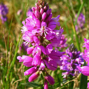 Schopf-Kreuzblume (Polygala comosa)