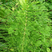 Riesen-Schachtelhalm (Equisetum telmateia)