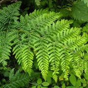 Großer Dornfarn (Dryopteris dilatata)