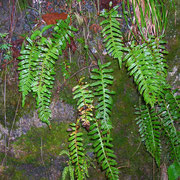 Gewöhnlicher Tüpfelfarn (Polypodium vulgare)