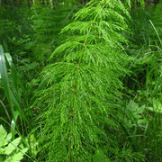 Wald-Schachtelhalm (Equisetum sylvaticum)