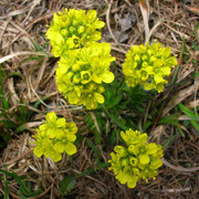 Immergrün-Felsenblümchen (Draba aizoides)